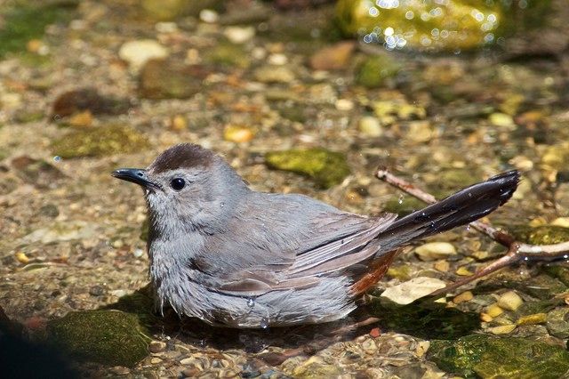 (Photo courtesy Tom Andres/ NYBG) A catbird down by the river